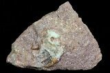 Two Phytosaur (Redondasaurus) Teeth In Sandstone - New Mexico #70489-2